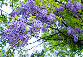 鬼滅の刃に出た花