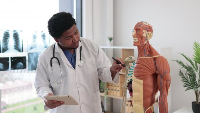 Mindful multicultural doctor in lab coat placing pen on joint of humerus while standing with tablet near skeleton model in clinic. Physician analyzing shoulder joint anatomy using gadget.