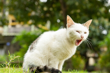 a wild cat opening its mouth