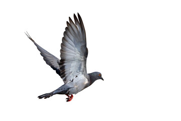 Beautiful Pigeon flying isolated on transparent background png file