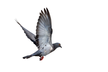 Beautiful Pigeon flying isolated on transparent background png file