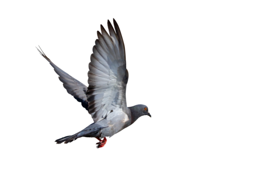 Beautiful Pigeon flying isolated on transparent background png file