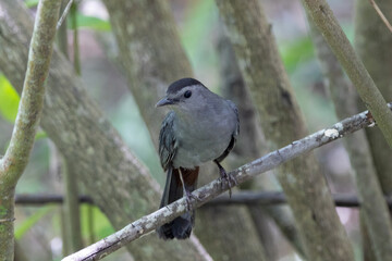 A gray catbird perched on a branch
