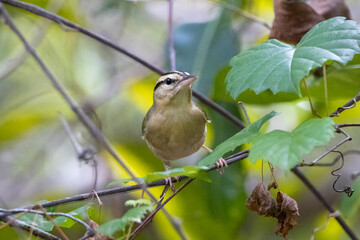 A worm eating warbler perched on a small branch