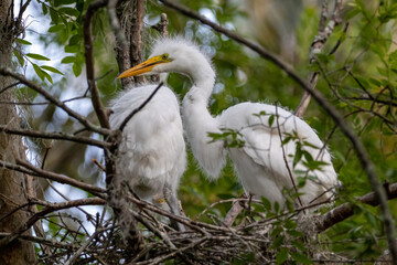 A fledgling great egret in a nest