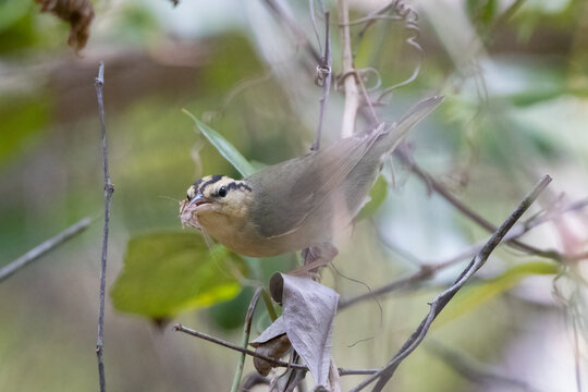 A worm eating warbler eating a small insect