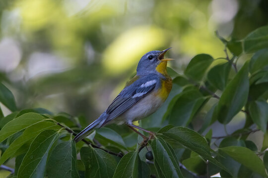 A northern parula calling out from a tree