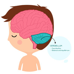 cerebellum brain