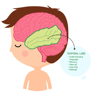 temporal lobe brain