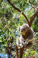 Poster Koala sleeping in a tree © pink candy