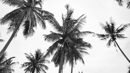 silhouette coconut tree in the beach 