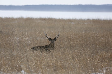 Sika deer  