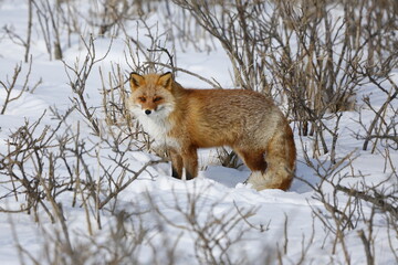 red fox in the snow