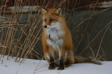 Fototapeta premium red fox in the snow