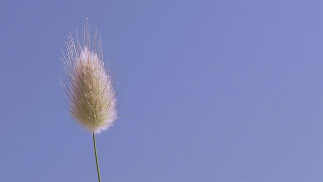 Tokyo, Japan - May 4, 2023: Closeup of bunny tail of lagurus ovatus on blue sky background
