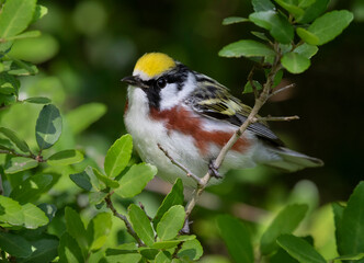 The chestnut-sided warbler (Setophaga pensylvanica)