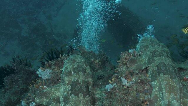 Two sharks sit and watch a scuba diver working on an underwater pipeline and infrastructure project deep in the ocean.