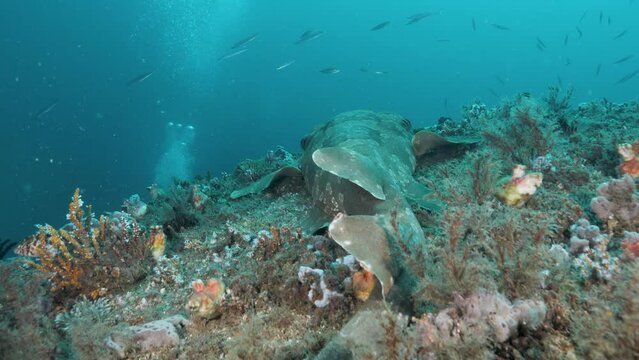 A scuba diver inspecting an undersea infrastructure project disturbs a shark resting. Unique nature video
