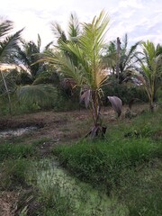 palm trees on tropical