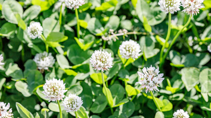 シロツメクサの花畑｜16:9