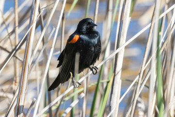 A black starling bird taking its place