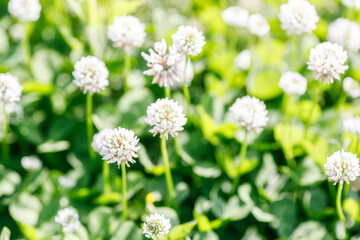 	シロツメクサが咲く春の背景
