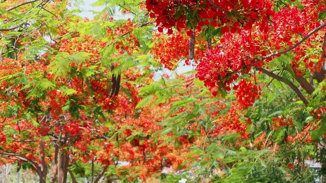 Sunny view of the flame tree blossom