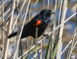 A black starling bird taking its place