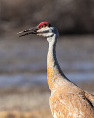 Sandhill Cranes Feeding in a Meadow
