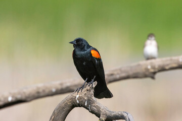 A black starling bird taking its place