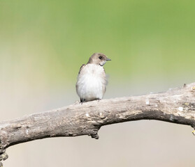 A young tree swallow perched in a tree