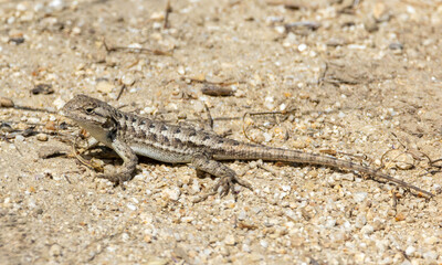 A Western Fence Lizard on the ground in a garden