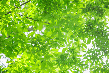 Fototapeta na wymiar Summer branch with fresh green leaves