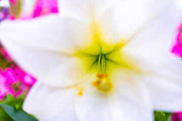 Beautiful white and yellow lily flower close up