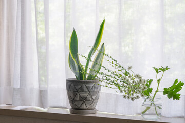 観葉植物と花の窓際