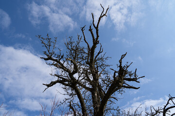 Old leafless tree with blue cloudy sky in the background in spring 