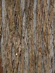 gray-brown tree bark texture, macro photography