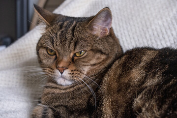 The cat looks lies on a soft bedspread and looks down.Beautiful cat. Portrait of a cat. 