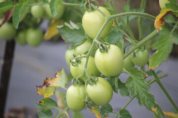 green tomato fruit plants that can be harvested for fresh vegetables