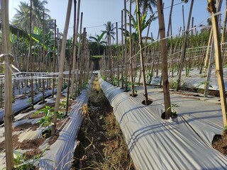 chili seeding garden where bamboo sticks are used to support the chili stems