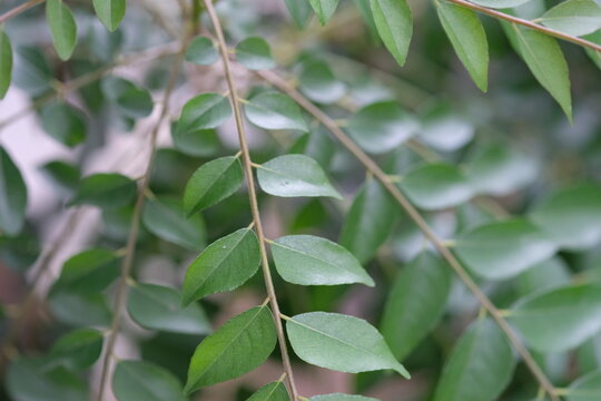 Salam koja or temurui, sicerek, ki becetah, korokeling are plants whose leaves are used as a curry spice, so they are known as curry leaves. Murraya koenigii.
