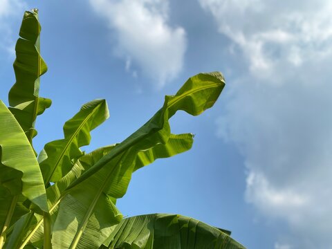 Fresh banana foliage on a bright summer day. This bright and airy composition provides a wonderful organic texture backdrop, making it ideal for website banners, eco-friendly concepts, and lifestyle.