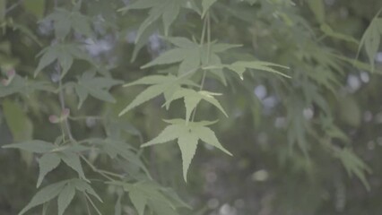 Green leaves of maple trees. Early spring in Japan. No color correction. For color grading. S-Log3.