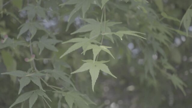 Green leaves of maple trees. Early spring in Japan. No color correction. For color grading. S-Log3.