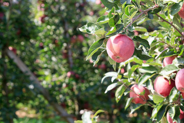 Close-up of South Tyrolean Apples at a tree in Merano, South Tyrol, Italy