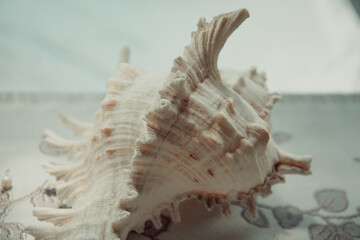 seashell