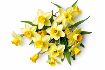 Bright yellow flower of Easter bells daffodil flower isolated on white background. generative AI