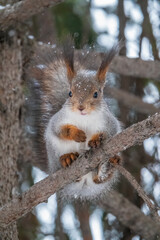 The squirrel with nut sits on tree in the winter or late autumn