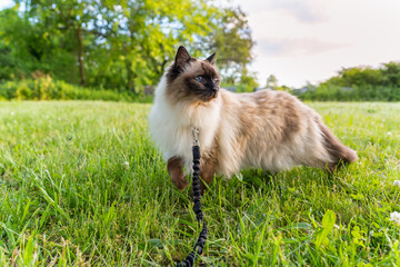 Obraz premium Balinese cat on grass
