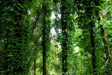 Fototapeta na wymiar Green trees of Indonesian tropical forest